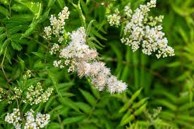 Matcha Ball Ash Leaf Spirea (FE) 8 INCH