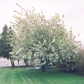 Mayday Tree #05