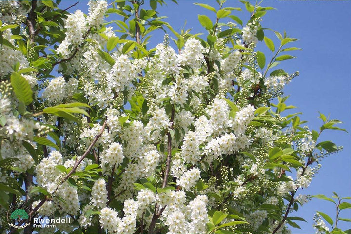 Mayday Tree #05