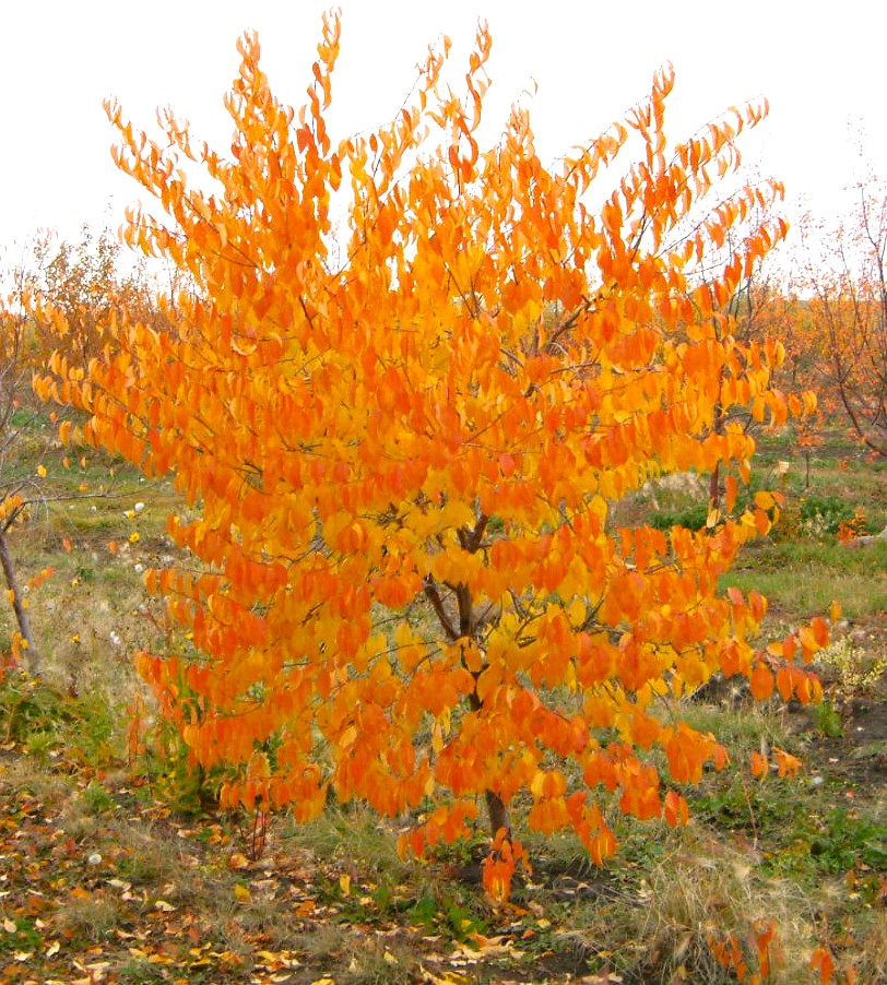 Mayday Tree #05