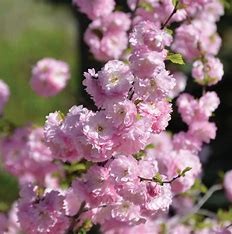 Ming Cherry #07