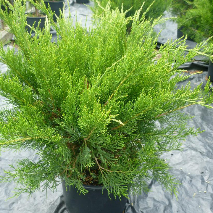 Mint Julep juniper #02