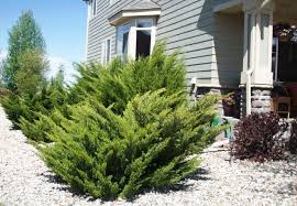 Mint Julep juniper #02