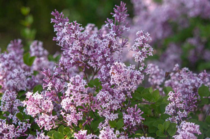 Miss Kim Lilac #05