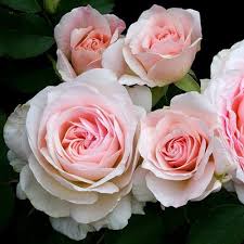 Morden Blush Parkland Rose (Pink) #02