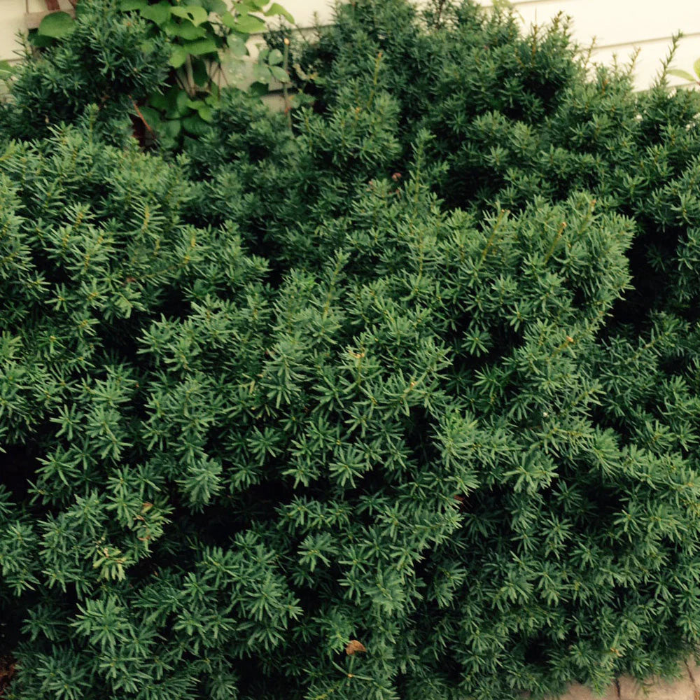 Morden Upright Yew #02