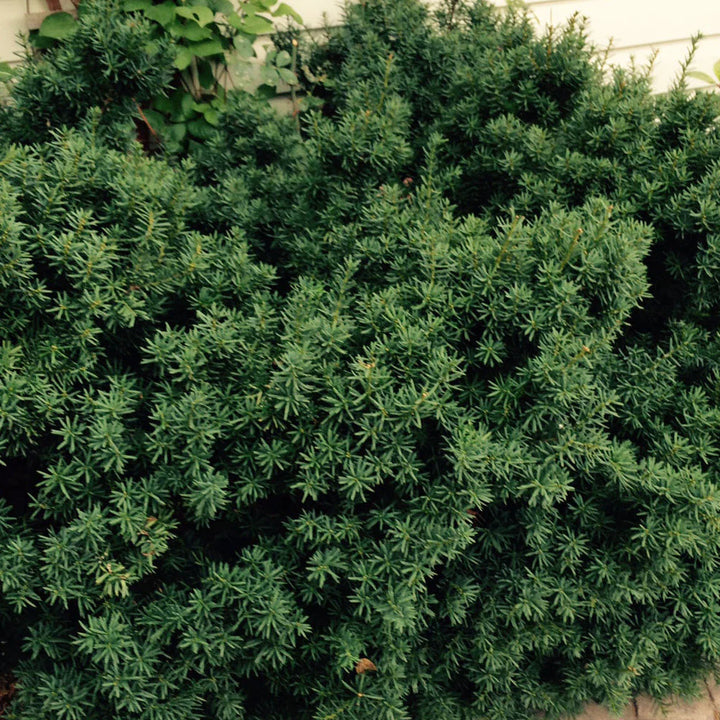 Morden Upright Yew #02