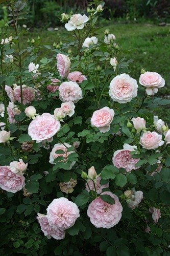 Morden Blush Parkland Rose (Pink) #02