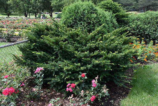 Morden Upright Yew #02