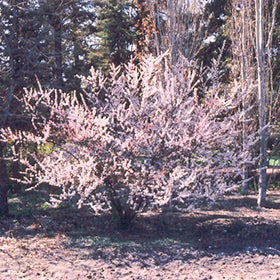 Nanking cherry #02