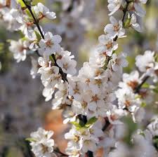 Nanking cherry #02