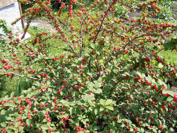 Nanking cherry #02