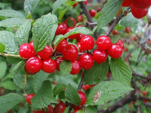 Nanking cherry #02