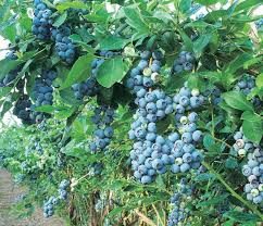 Northblue Blueberry #01