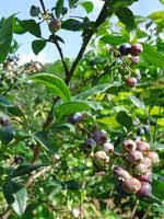 Northblue Blueberry #01