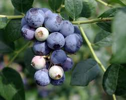 Northblue Blueberry #01