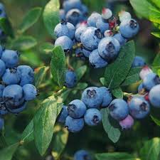 Northcountry Blueberry #01