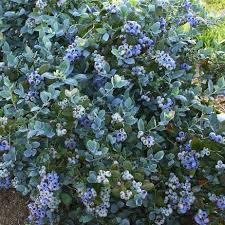 Northcountry Blueberry #01