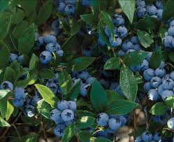 Northcountry Blueberry #01