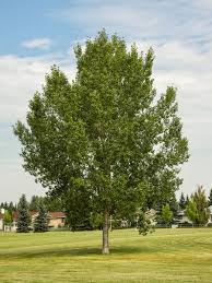 Northwest Poplar #02