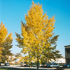 Northwest Poplar #02