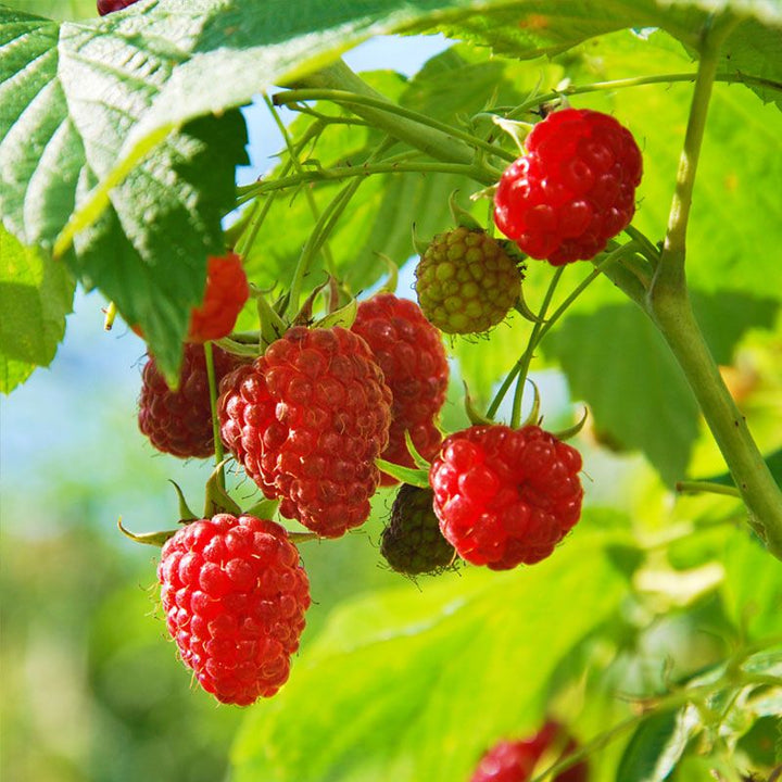 Nova Raspberry #01