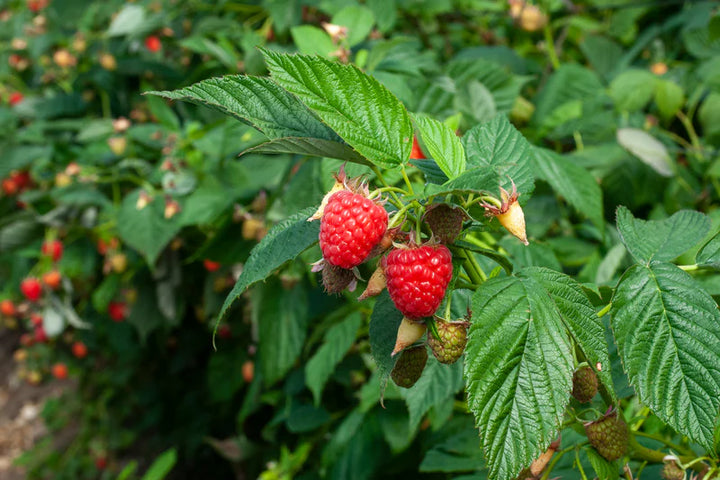 Nova Raspberry #01