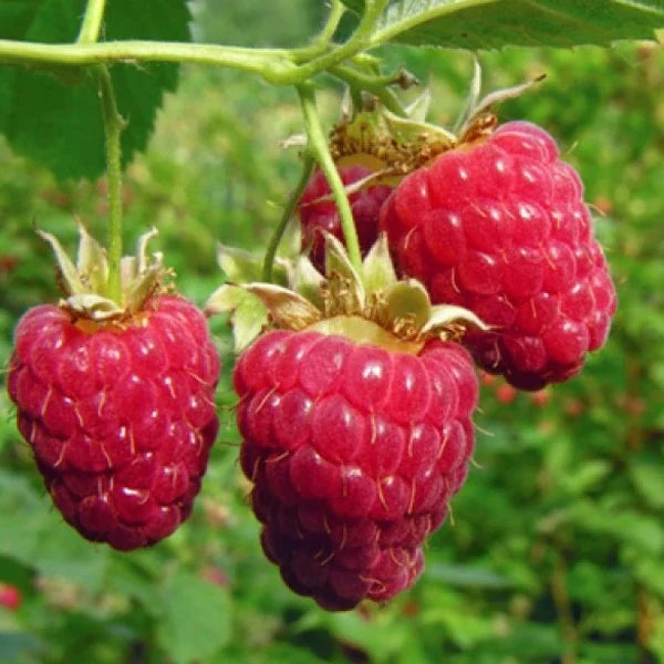 Nova Raspberry #01