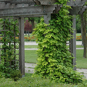 Nugget Hops #01