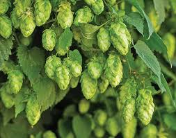 Nugget Hops #01