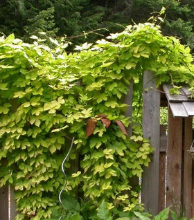 Nugget Hops #01