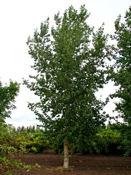 Okanese poplar #02