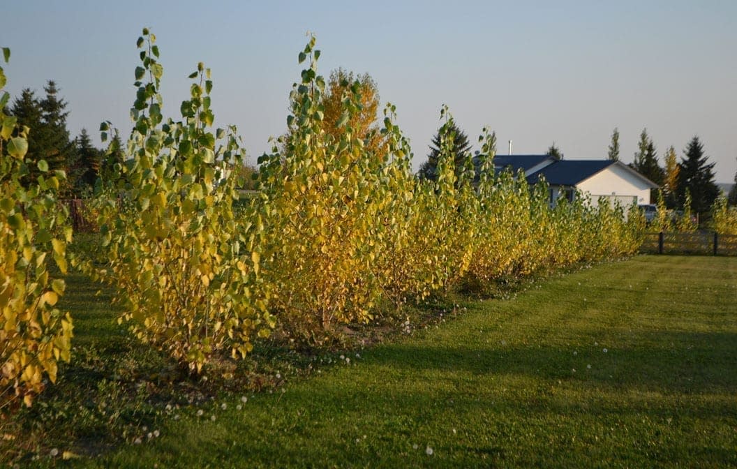 Okanese poplar #02