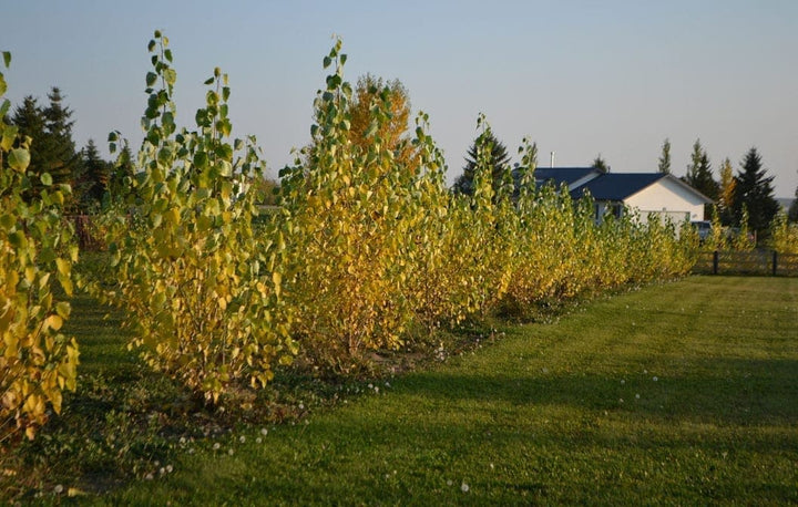 Okanese poplar #02
