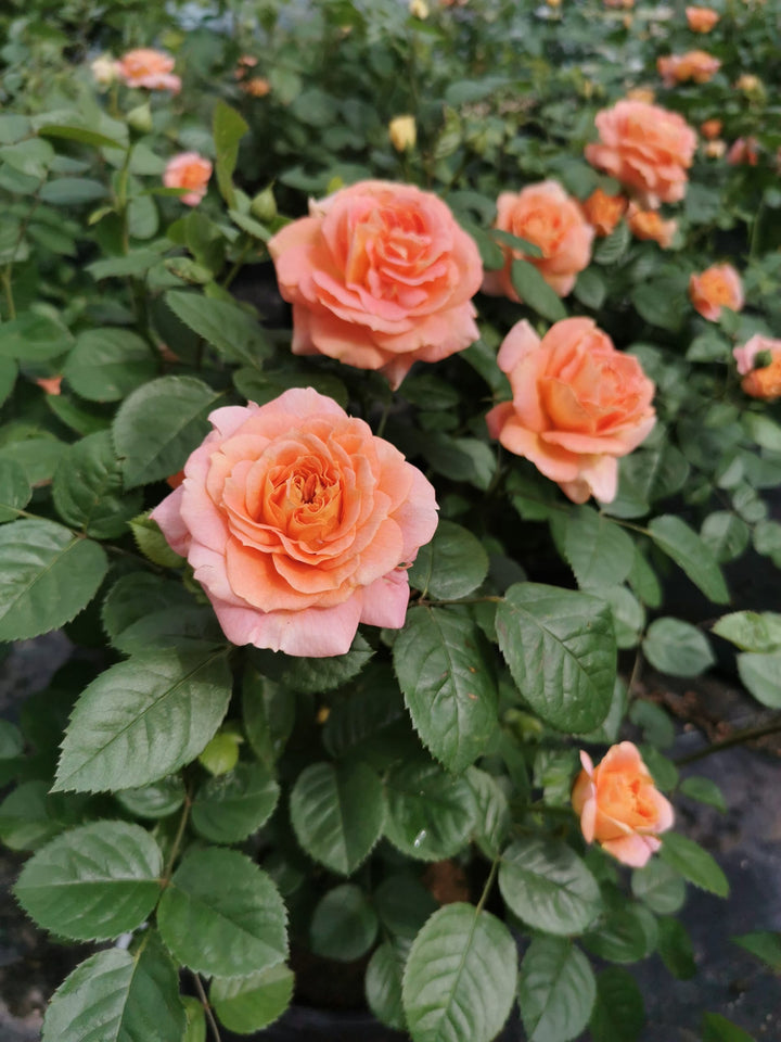 Olds College Rose (Peach) #02