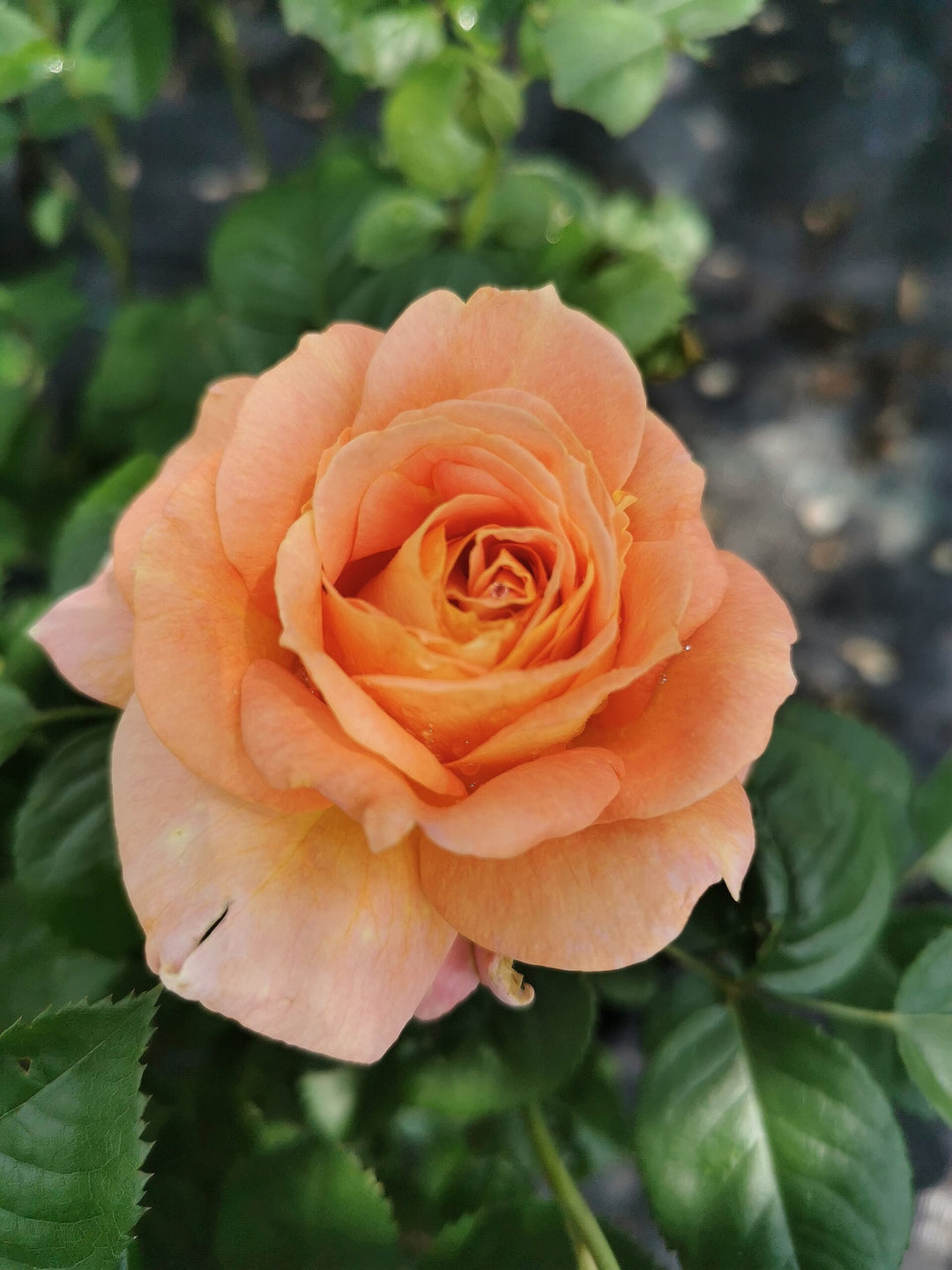 Olds College Rose (Peach) #02