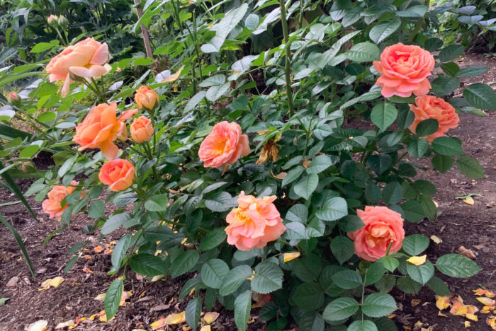 Olds College Rose (Peach) #02