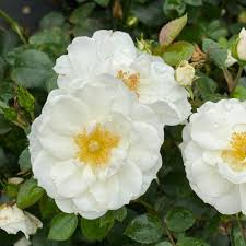 Oso Easy Ice Bay Rose (PW) (White) 2 True