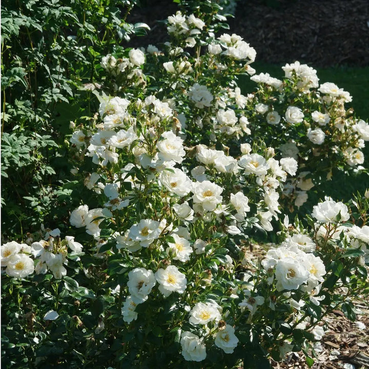Oso Easy Ice Bay Rose (PW) (White) 2 True