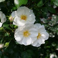 Oso Easy Ice Bay Rose (PW) (White) 2 True