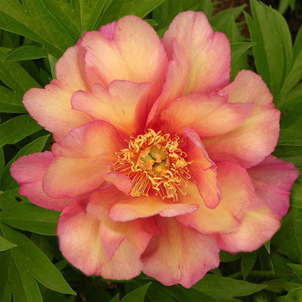 Julia Rose Itoh Peony - 2 Gallon