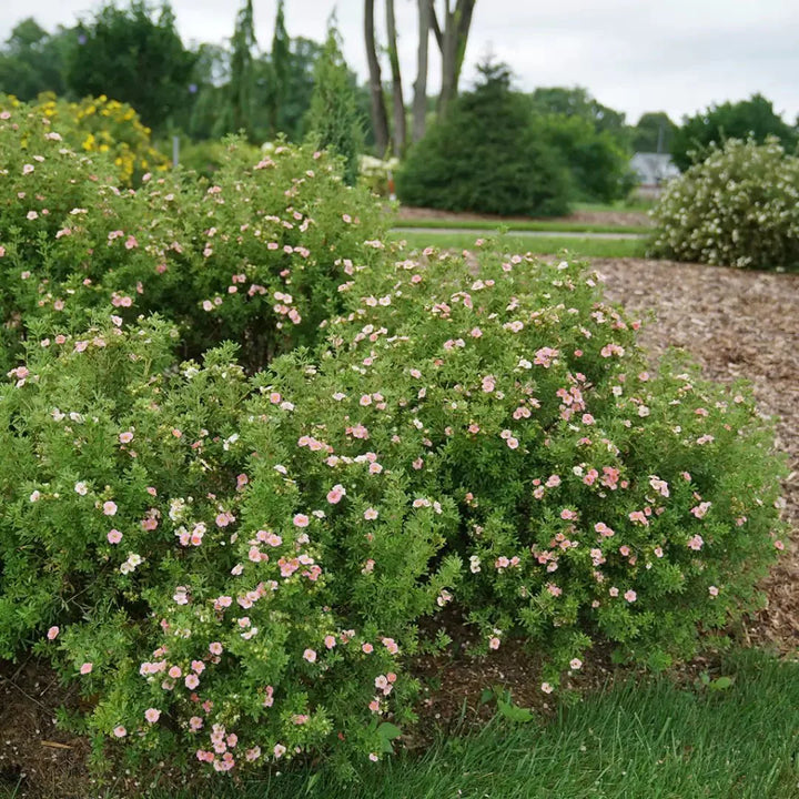 Pink Beauty Potentilla #02