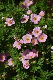 Pink Beauty Potentilla #02
