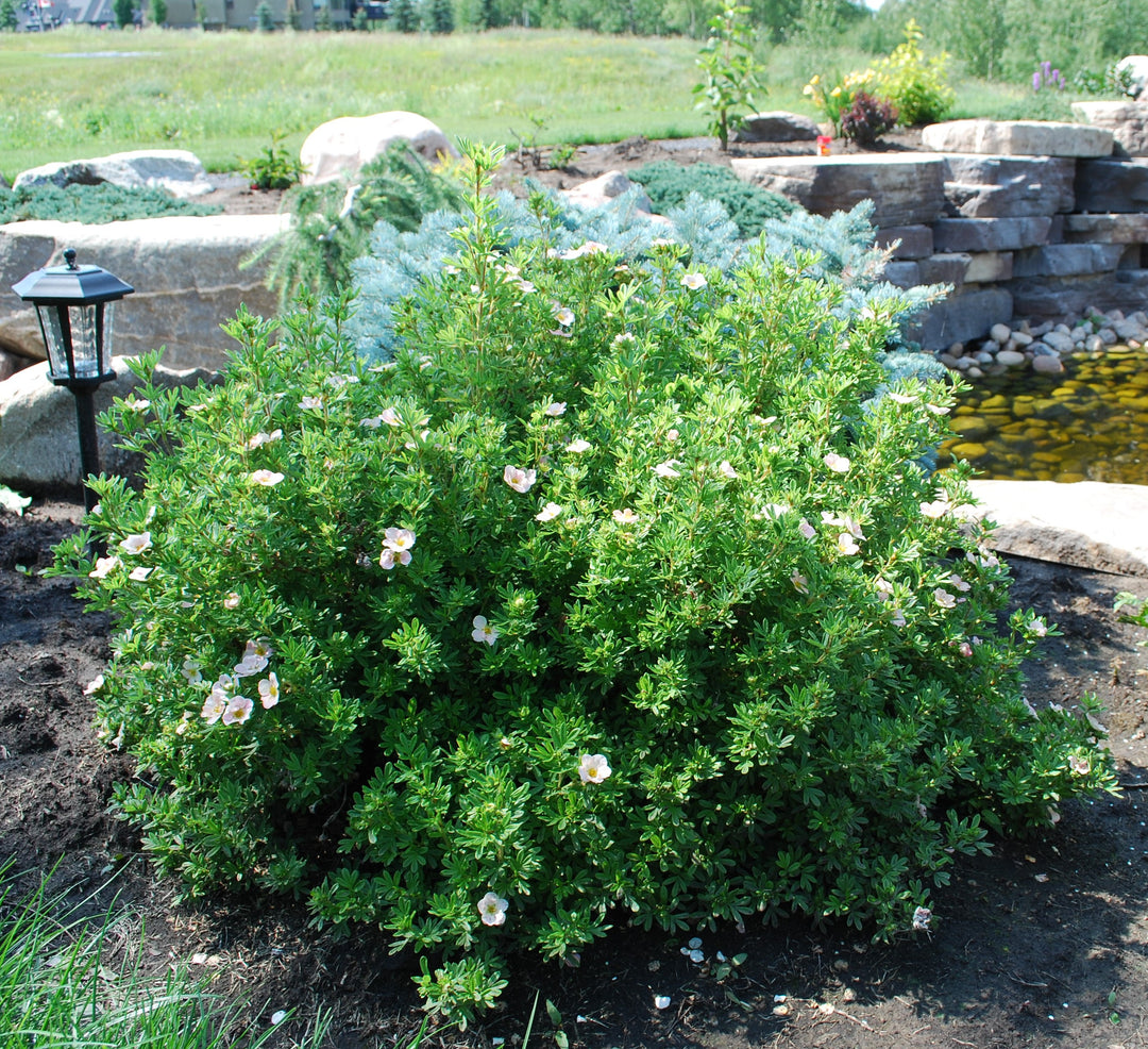 Pink Beauty Potentilla #02
