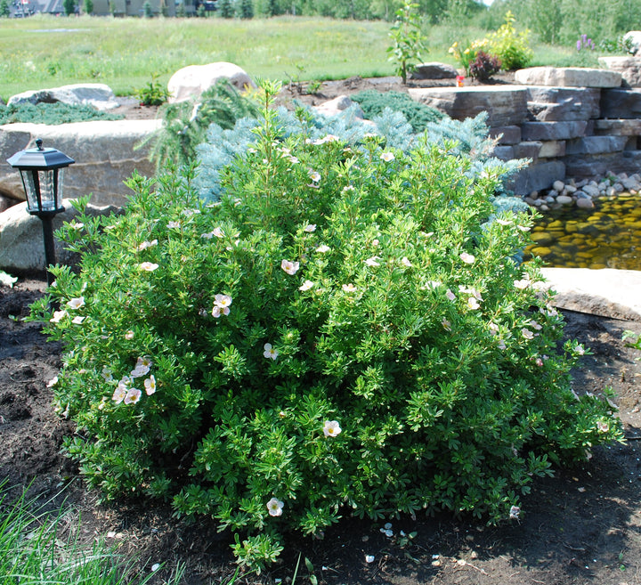 Pink Beauty Potentilla #02