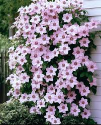 Pink Fantasy Clematis (Pink) #01
