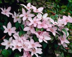 Pink Fantasy Clematis (Pink) #01