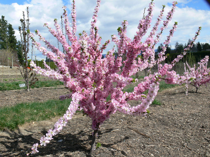 Pink Frosting Flowering Plum #02