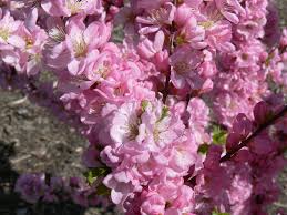 Pink Frosting Flowering Plum #02