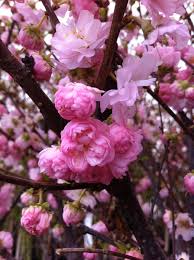 Pink Frosting Flowering Plum #02